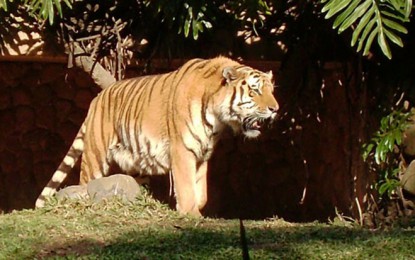 Zoológico de São Paulo