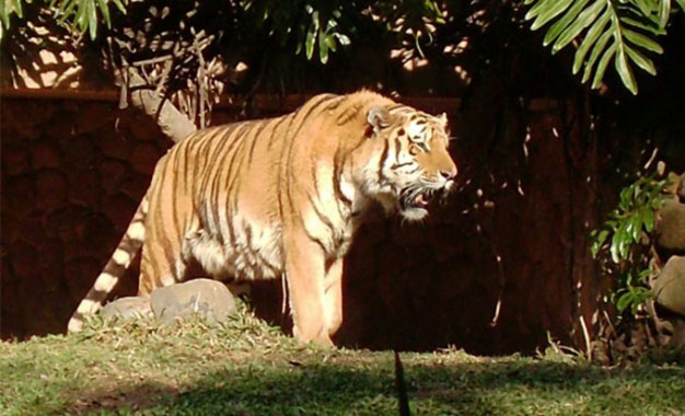 Zoológico de São Paulo